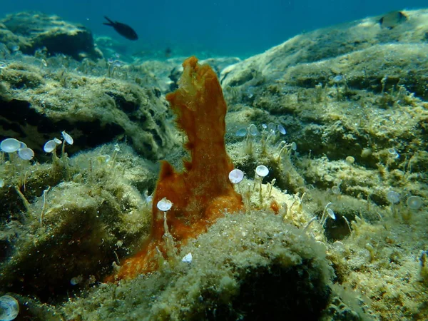 Grupo Cianobacterias Anteriormente Llamado Algas Verde Azules Cyanophyta Bajo Mar —  Fotos de Stock