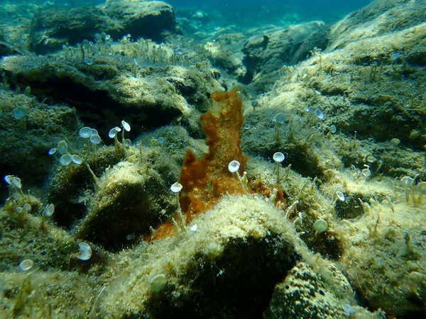 Grupo Cianobacterias Anteriormente Llamado Algas Verde Azules Cyanophyta Bajo Mar — Foto de Stock