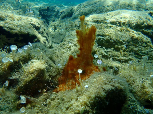 Клапан Cyanobacteria Раніше Називався Блакитно Зеленими Водоростями Cyanophyta Під Морем — стокове фото