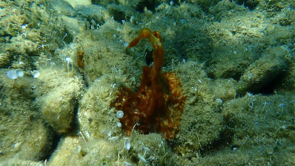 Klomp Cyanobacteriën Voorheen Blauwgroene Algen Cyanophyta Onderzees Egeïsche Zee Griekenland — Stockfoto