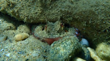 Ortak ahtapot (Octopus vulgaris) denizaltı, Ege Denizi, Yunanistan, Halkidiki