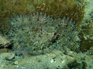 Ortak ahtapot (Octopus vulgaris) denizaltı, Ege Denizi, Yunanistan, Halkidiki