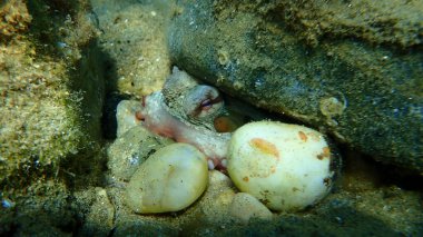 Ortak ahtapot (Octopus vulgaris) denizaltı, Ege Denizi, Yunanistan, Halkidiki
