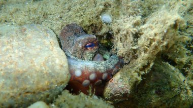 Ortak ahtapot (Octopus vulgaris) denizaltı, Ege Denizi, Yunanistan, Halkidiki