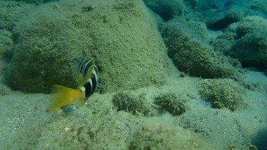 Boyanmış komando (Serranus scriba) denizaltı, Ege Denizi, Yunanistan, Halkidiki