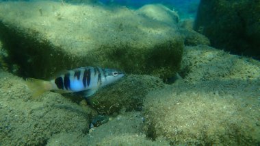 Boyanmış komando (Serranus scriba) denizaltı, Ege Denizi, Yunanistan, Halkidiki