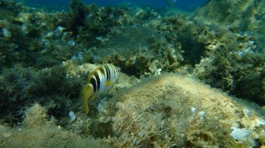 Boyanmış komando (Serranus scriba) denizaltı, Ege Denizi, Yunanistan, Halkidiki