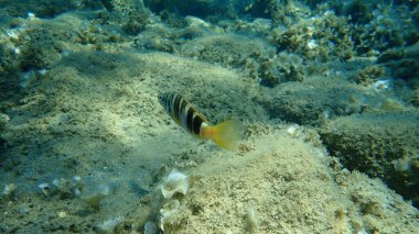 Boyanmış komando (Serranus scriba) denizaltı, Ege Denizi, Yunanistan, Halkidiki