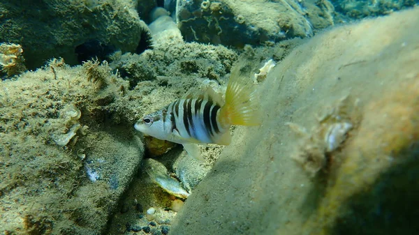 Malowany Comber Serranus Scriba Podmorski Morze Egejskie Grecja Halkidiki — Zdjęcie stockowe