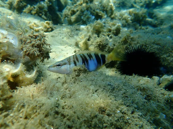 Combre Peint Serranus Scriba Sous Marin Mer Égée Grèce Chalcidique — Photo