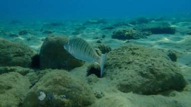 Kum steenbras veya çizgili deniz kabuğu (Lithognathus mormyrus) deniz altı, Ege Denizi, Yunanistan, Halkidiki