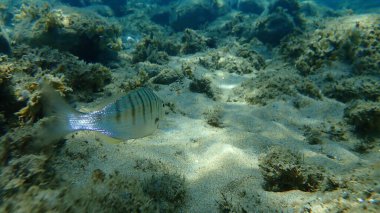 Kum steenbras veya çizgili deniz kabuğu (Lithognathus mormyrus) deniz altı, Ege Denizi, Yunanistan, Halkidiki