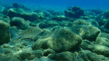 Kum steenbras veya çizgili deniz kabuğu (Lithognathus mormyrus) deniz altı, Ege Denizi, Yunanistan, Halkidiki