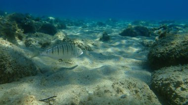 Kum steenbras veya çizgili deniz kabuğu (Lithognathus mormyrus) deniz altı, Ege Denizi, Yunanistan, Halkidiki