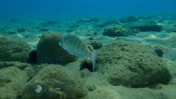 Sand Steenbras Atau Bergaris Garis Laut Lithognathus Mormyrus Bawah Laut — Stok Foto