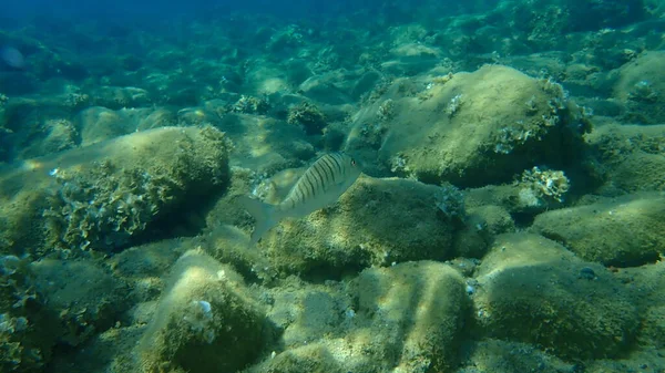 Zandsteenbras Gestreepte Zeebrasem Lithognathus Mormyrus Onderzees Egeïsche Zee Griekenland Halkidiki — Stockfoto