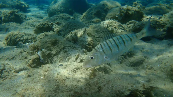 Sabbia Steenbra Reame Marino Striato Lithognathus Mormyrus Sottomarino Mar Egeo — Foto Stock