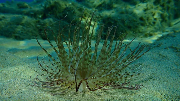 Cylinder Anemone Coloured Tube Anemone Cerianthus Membranaceus Undersea Aegean Sea — Stock Photo, Image