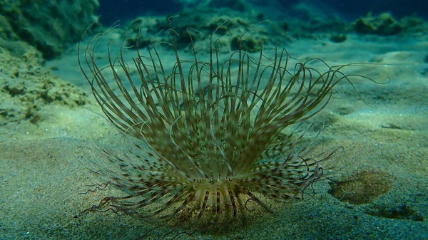 Cylinder Anemone Coloured Tube Anemone Cerianthus Membranaceus Undersea Aegean Sea — Stock Photo, Image