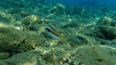 Akdeniz Gökkuşağı Burgusu (Coris julis) deniz altı, Ege Denizi, Yunanistan, Halkidiki
