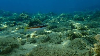 Akdeniz Gökkuşağı Burgusu (Coris julis) deniz altı, Ege Denizi, Yunanistan, Halkidiki