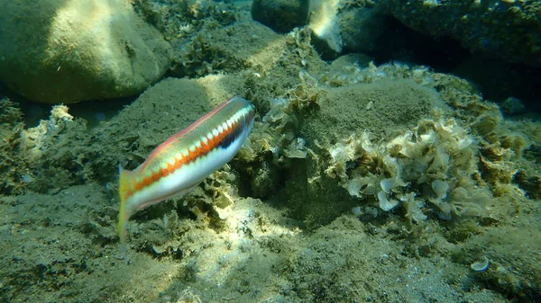 Mediterranean Rainbow Wrasse Coris Julis Undersea Aegea Sea Greece Halkidiki — Stok Foto