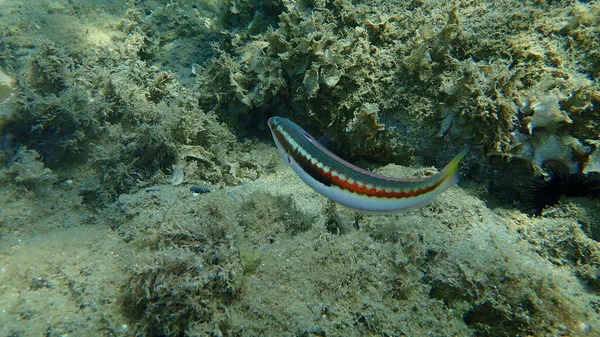 Arco Iris Mediterráneo Wrasse Coris Julis Bajo Mar Mar Egeo — Foto de Stock