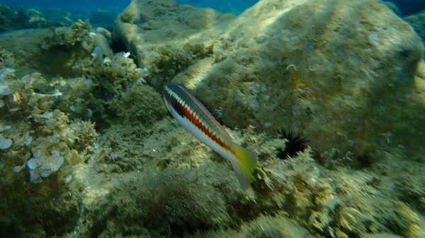 Arco Íris Mediterrânico Wrasse Coris Julis Submarino Mar Egeu Grécia — Fotografia de Stock