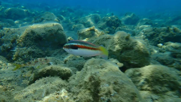 Mediterranean Rainbow Wrasse Coris Julis Undersea Aegea Sea Greece Halkidiki — Stok Foto