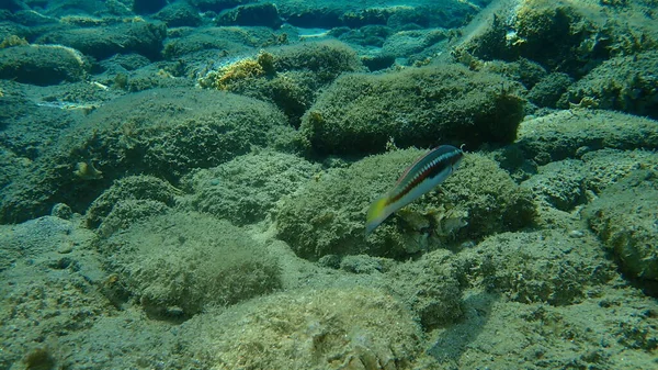 Mittelmeer Regenbogenlippfisch Coris Julis Unter Wasser Ägäis Griechenland Chalkidiki — Stockfoto