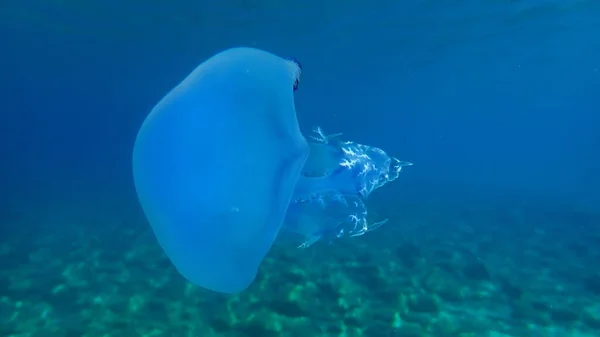 Barrel Jellyfish Rhizostoma Pulmo Dustbin Lid Jellyfish Frilly Mouth Mouth — 图库照片