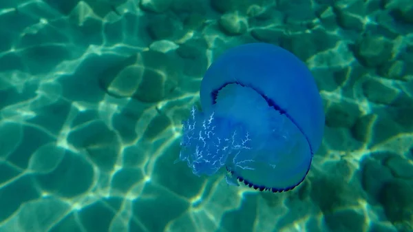 Barrel Jellyfish Rhizostoma Pulmo Dustbin Lid Jellyfish Frilly Mouthed Jellyfish — Stock Photo, Image