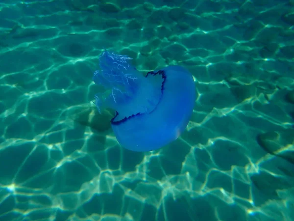 Barrel Jellyfish Rhizostoma Pulmo Dustbin Lid Jellyfish Frilly Mouthed Jellyfish — Stock Photo, Image