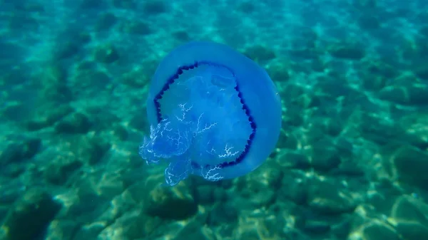 Медуза Баррель Rhizostoma Pulmo Медуза Мусорка Медуза Морским Ртом Эгейское — стоковое фото