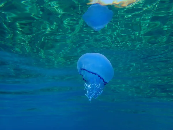 Barrel Jellyfish Rhizostoma Pulmo Dustbin Lid Jellyfish Frilly Mouthed Jellyfish — Stock Photo, Image