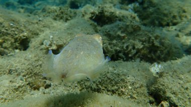 Denizaltı, Ege Denizi, Yunanistan, Halkidiki