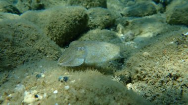 Denizaltı, Ege Denizi, Yunanistan, Halkidiki