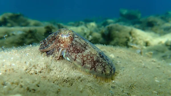 Common Cuttlefish European Common Cuttlefish Sepia Officinalis Undersea Aegean Sea — Stock Photo, Image