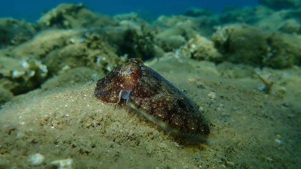 Common Cuttlefish European Common Cuttlefish Sepia Officinalis Undersea Aegean Sea — Stock Photo, Image