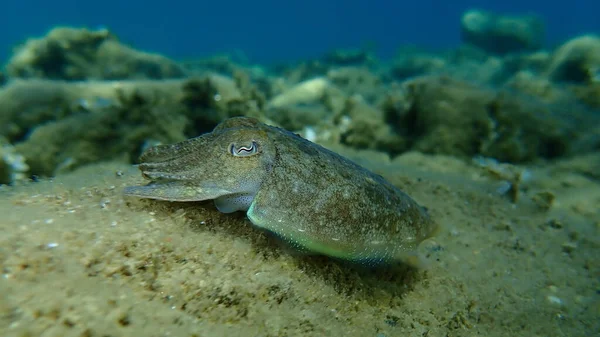 Tioarmad Bläckfisk Sepia Officinalis Havsytan Egeiska Havet Grekland Halkidiki — Stockfoto