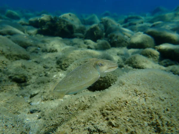 Seppie Comuni Seppie Comuni Europee Sepia Officinalis Sottomarine Mar Egeo — Foto Stock