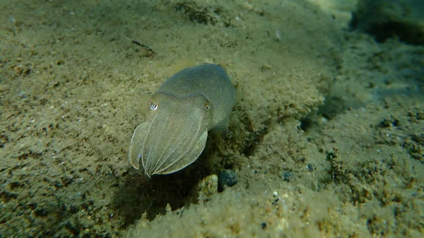 Tioarmad Bläckfisk Sepia Officinalis Havsytan Egeiska Havet Grekland Halkidiki — Stockfoto