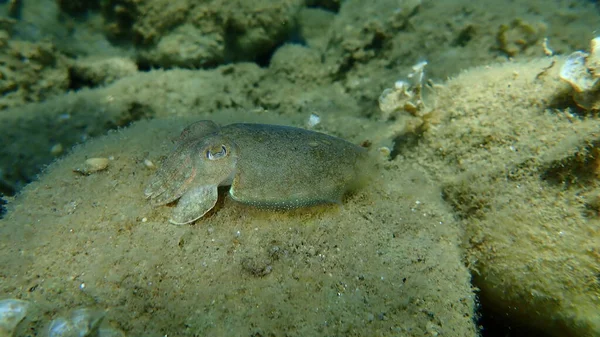 Közönséges Tintahal Vagy Európai Közönséges Tintahal Sepia Officinalis Tenger Alatt — Stock Fotó