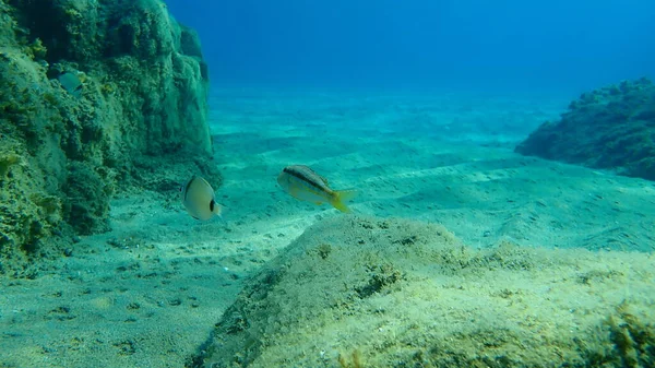 Полосатый Красный Кефаль Mullus Surmuletus Обычный Двуполосый Морской Лещ Diplodus — стоковое фото