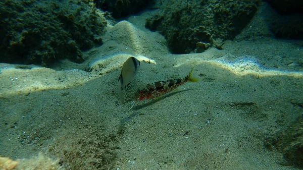 Gestreepte Zeebrasem Diplodus Vulgaris Onderzees Egeïsche Zee Griekenland Halkidiki — Stockfoto