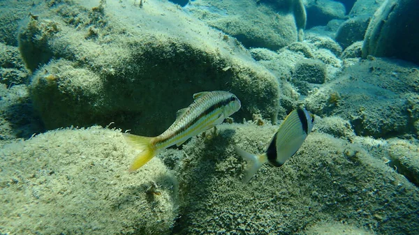 Gestreifte Meeräsche Mullus Surmuletus Und Goldbrasse Diplodus Vulgaris Unter Wasser — Stockfoto