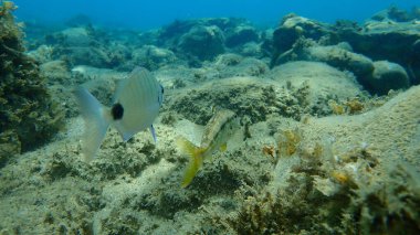 Çizgili kırmızı kefal (Mullus surmuletus) ve Sargo (Diplodus sargus) denizaltı, Ege Denizi, Yunanistan, Halkidiki
