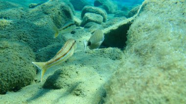 Çizgili kırmızı kefal (Mullus surmuletus) ve Sargo (Diplodus sargus) denizaltı, Ege Denizi, Yunanistan, Halkidiki