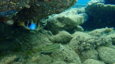 Boyanmış komando (Serranus scriba) ve Doğu Atlantik tavus kuşu wrasse (Symphodus tinca) deniz altı, Ege Denizi, Yunanistan, Halkidiki