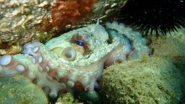 Ortak ahtapot (Octopus vulgaris) denizaltı, Ege Denizi, Yunanistan, Halkidiki